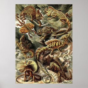 Poster Ernst Haeckel - Lacertilia Lizards