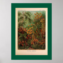 Ernst Haeckel Muscinae illustration vintage