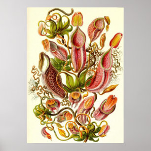 Poster Ernst Haeckel - Nepenthaceae