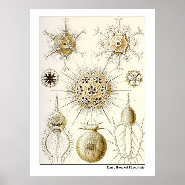 Poster Ernst Haeckel Phaeodaria (Devant)