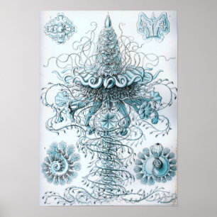 Poster Ernst Haeckel Siphonophorae Jellyfish Bluebottle