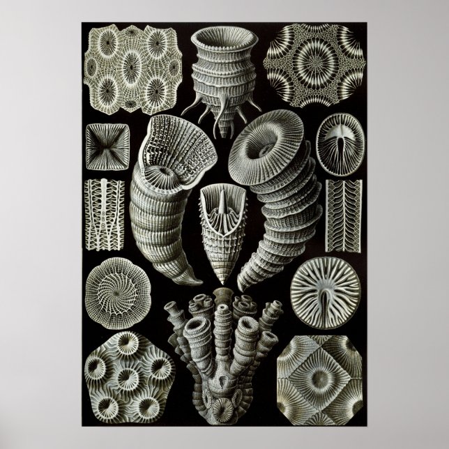 Poster Ernst Haeckel Tetracorallia corail (Devant)