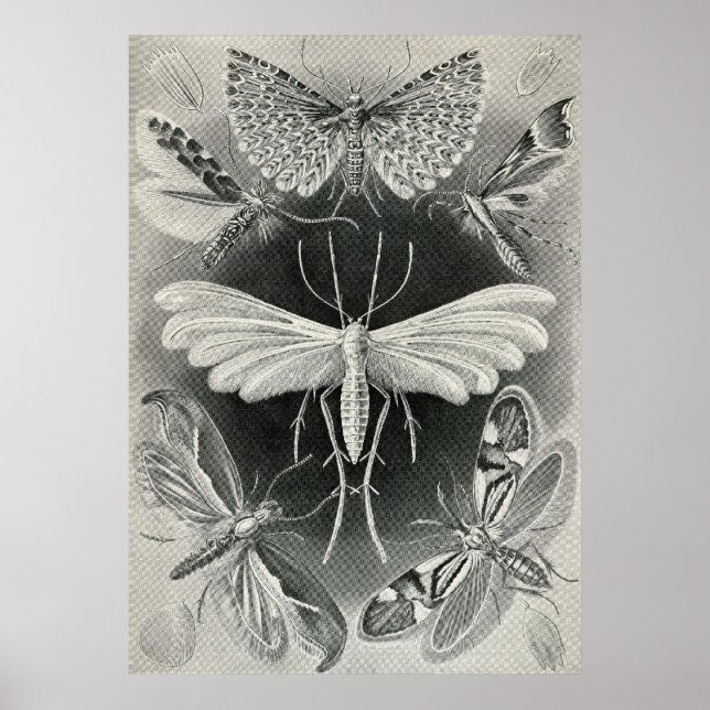 Poster Ernst Haeckel - Tineida (Devant)