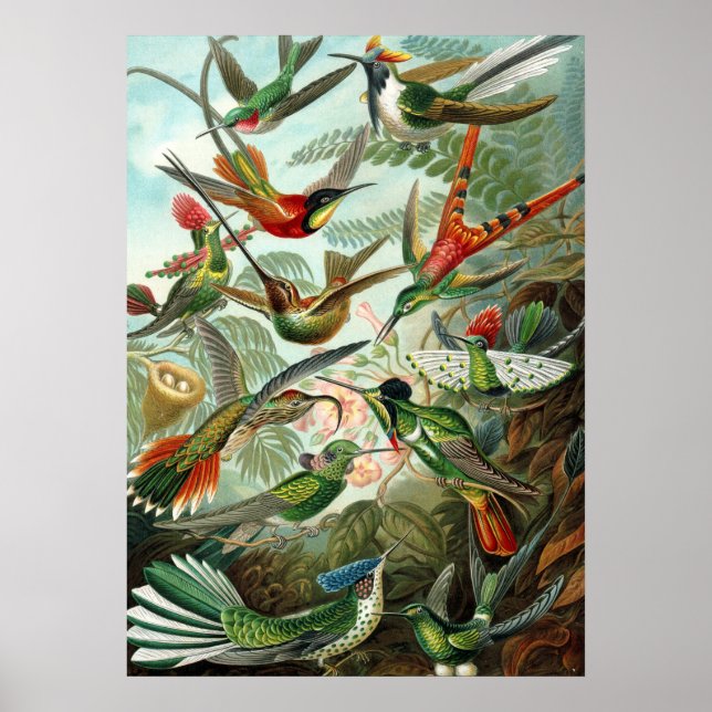 Poster Ernst Haeckel Trochilidae (Devant)