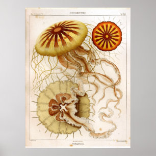 Poster Ernst Haeckel Vie marine Ocean Jellyfish Art Impri