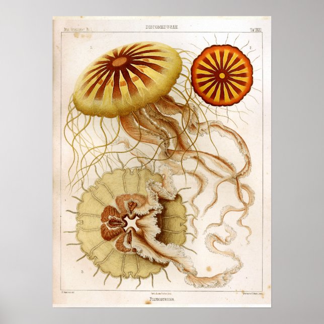 Poster Ernst Haeckel Vie marine Ocean Jellyfish Art Impri (Devant)
