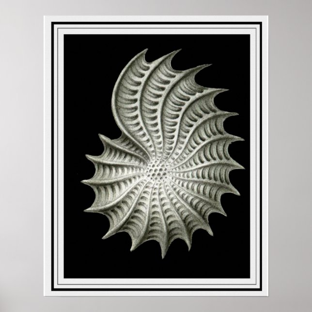 Poster Ernst Haeckel Wall Art 16 x 20 (Devant)