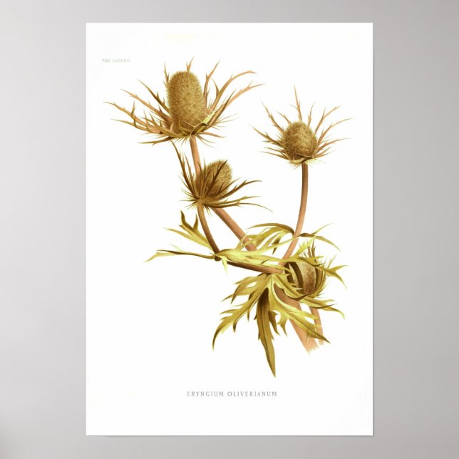Poster Eryngium oliverianum (Devant)