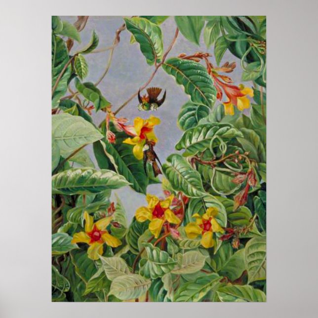 Poster Escalade brésilienne arbustes et oiseaux de mer (Devant)