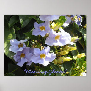 Poster Escalade Matin Glories