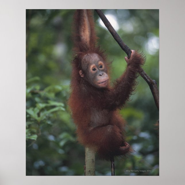 Poster Escalade Orangutan Baby Liana (Devant)