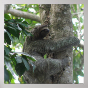 Poster Escalade Sloth