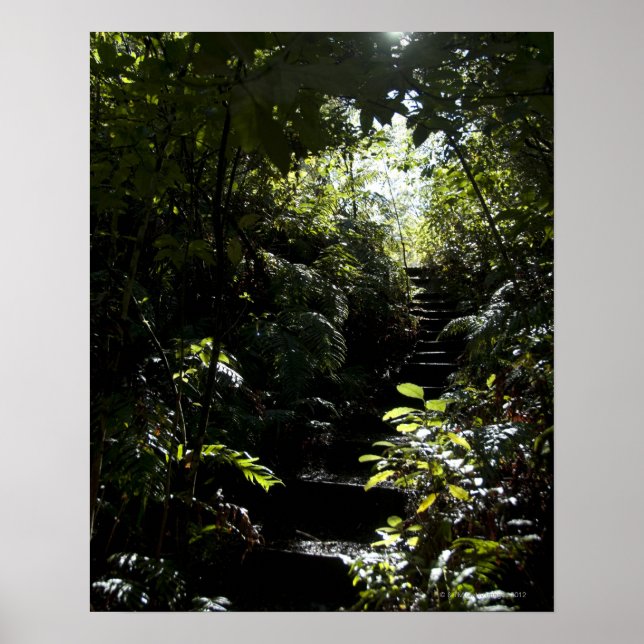 Poster Escalier rustique/sentier en forêt, soleil (Devant)