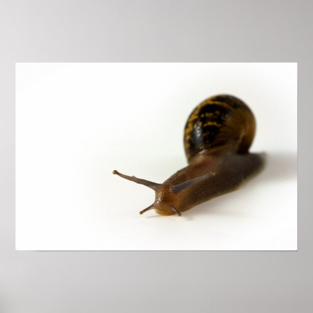 Poster Escargot (Devant)