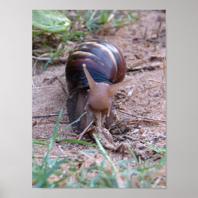 Poster Escargot africain (Devant)
