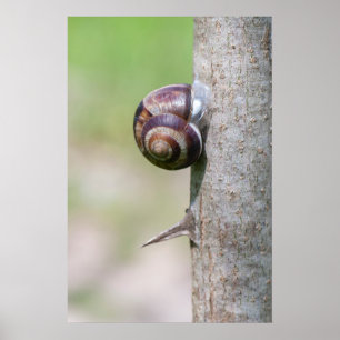 Poster Escargot sur l'arbre