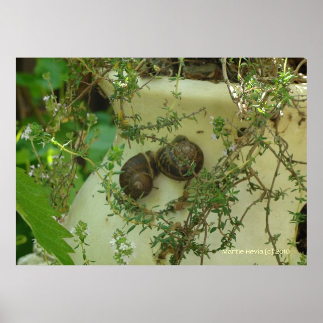 Poster Escargots au thym (Devant)