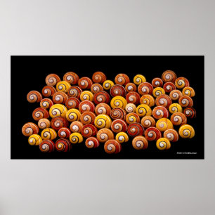 Poster Escargots d'arbre cubain