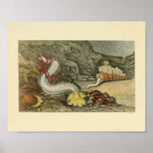 Poster Escargots de corail Animaux marins Imprimer