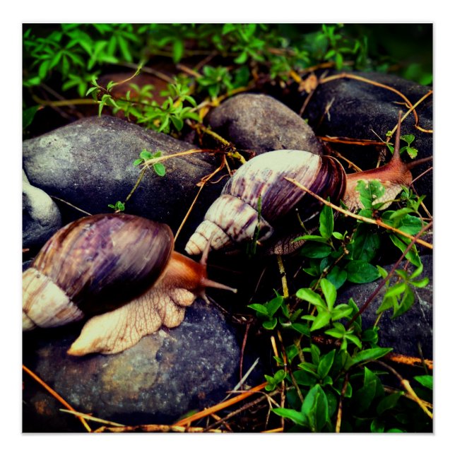 Poster Escargots géants africains (Devant)