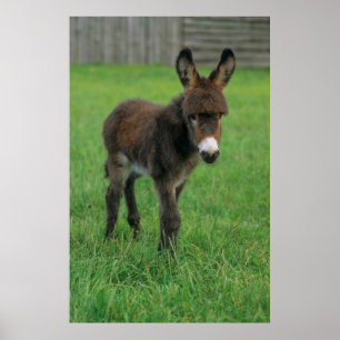 Poster Esel, Zwergesel, in der Koppel, Portraet