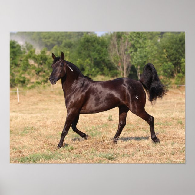 Poster Espagnol Brown foncé Mustang Mare marcher (Devant)