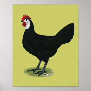 Poster Espagnol : Hen à visage blanc