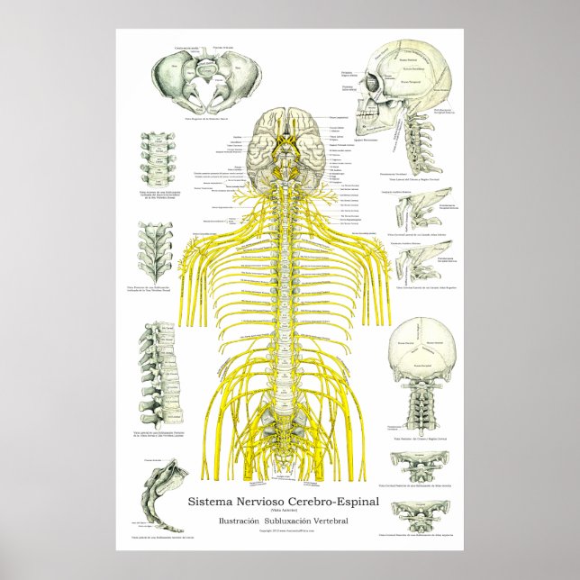 Poster Espagnol Nerves spinales Subluxations Chiropratiqu (Devant)