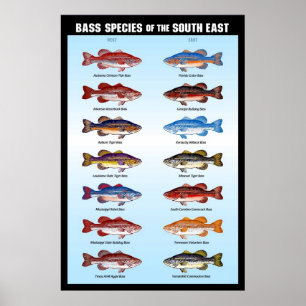 Poster Espèces de basse du Sud-Est