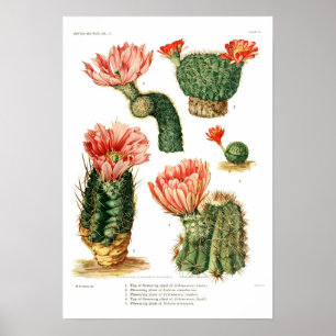 Poster Espèces de cactus