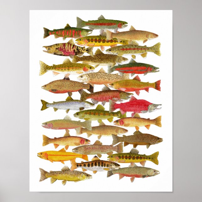 Poster Espèces de truite et de Saumon (Devant)