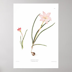 Poster Espèces de Zephyranthes