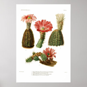 Poster Espèces d'échinocères