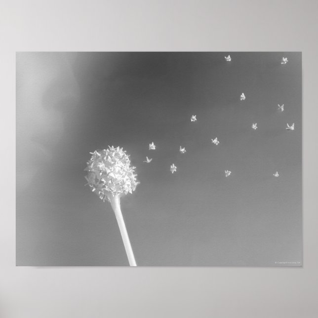 Poster Esprit du vent (Devant)