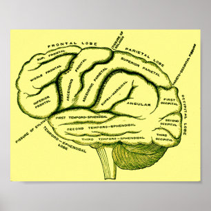 Poster Esprit humain