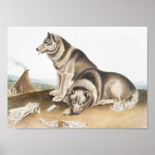 Poster Esquimaux Chien (Canis familiaris) Illustration