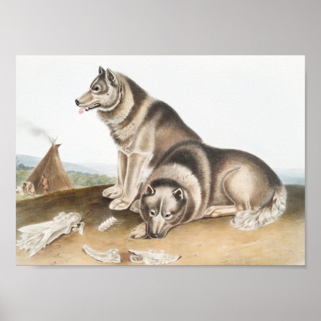 Poster Esquimaux Chien (Canis familiaris) Illustration (Devant)