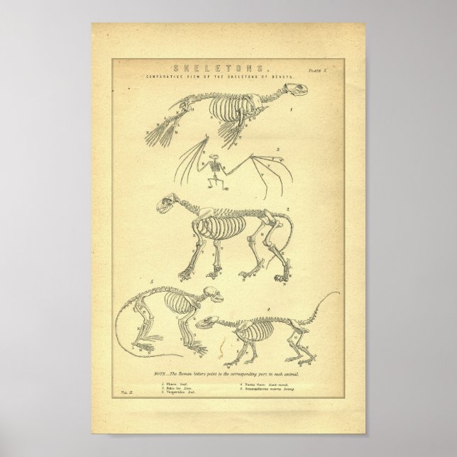 Poster Esquisses d'animaux vintages Imprimer (Devant)