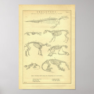 Poster Esquisses d'animaux vintages Imprimer