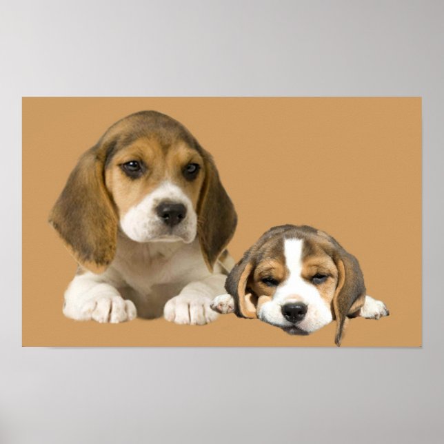 Poster Établissements beagles Imprimer (Devant)