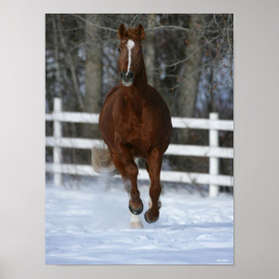 Poster Étalon Trakehner Alezan Dans La Neige
