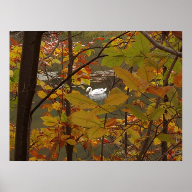 Poster Étang d'automne avec cygne (Devant)