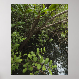 Poster Etang de sel tropical