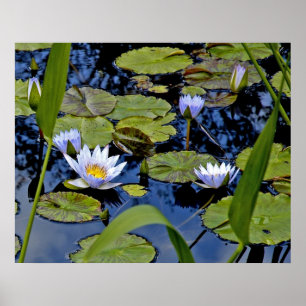 Poster Étang paisible