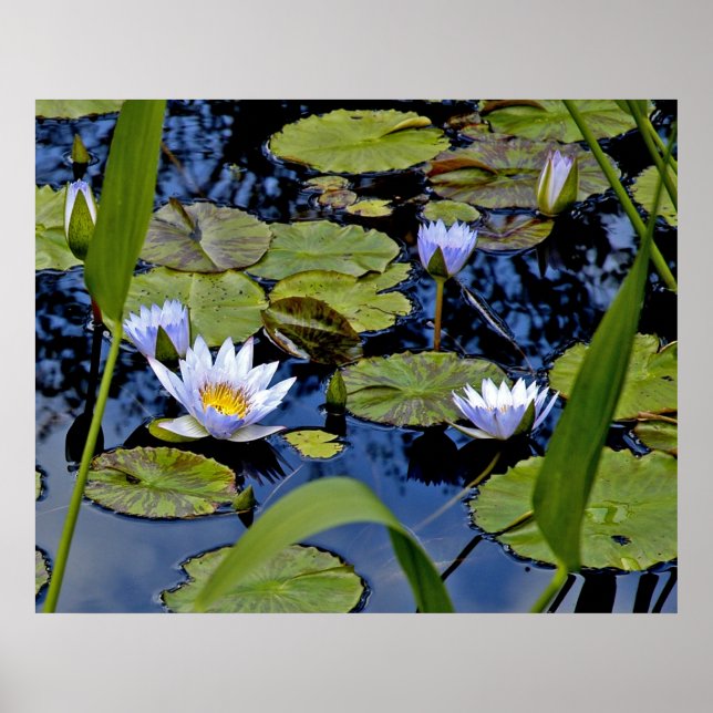 Poster Étang paisible (Devant)