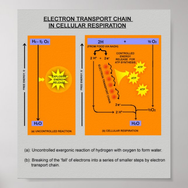 Poster Étapes de la respiration cellulaire en biologie (Devant)