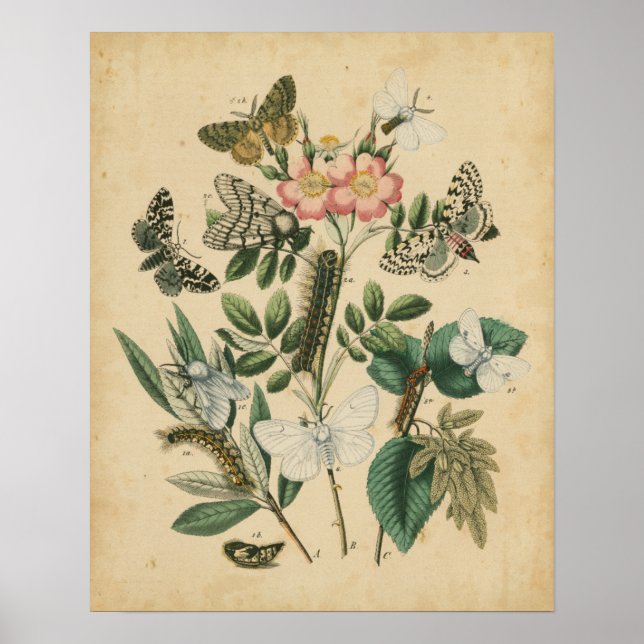 Poster Étapes de la vie des papillons par Vision Studio (Devant)