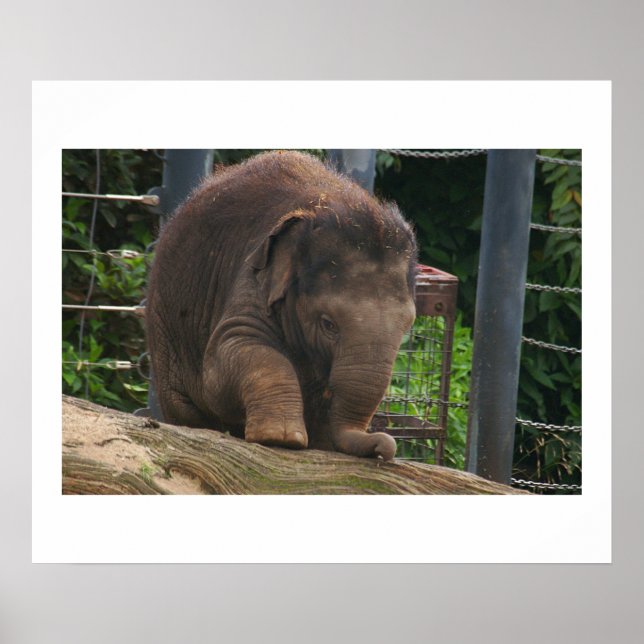 Poster Étapes pour bébé (Devant)