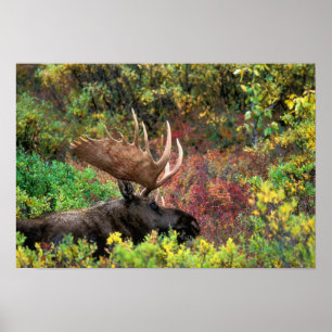 Poster États-Unis, Alaska, Denali National Park, Bull Moo
