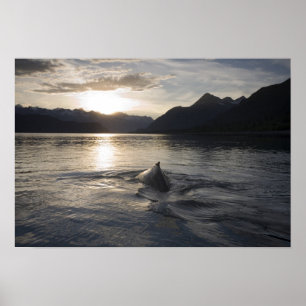 Poster États-Unis, Alaska, Glacier Bay National Park,